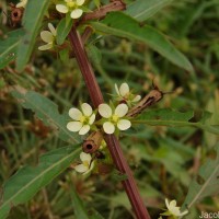 Ludwigia perennis L.